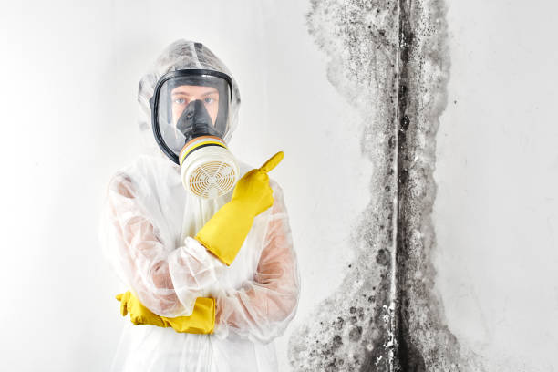 Trusted Mount Carroll, IL Mold Removal Experts