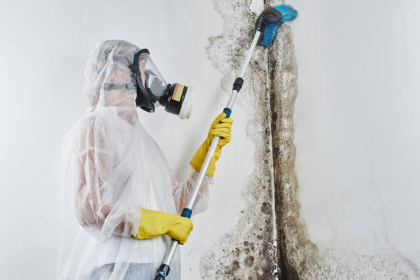 Why You Should Choose Our Mold Remediation Services in Mount Carroll, IL